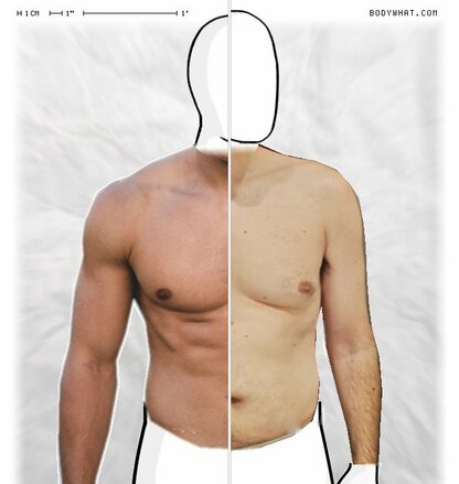 Torso Comparison