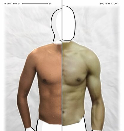 Torso Comparison