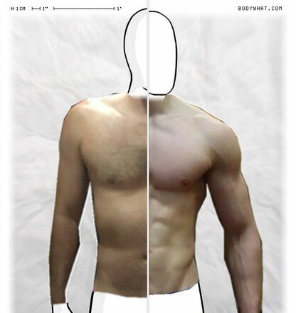 Torso Comparison