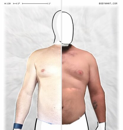 Torso Comparison