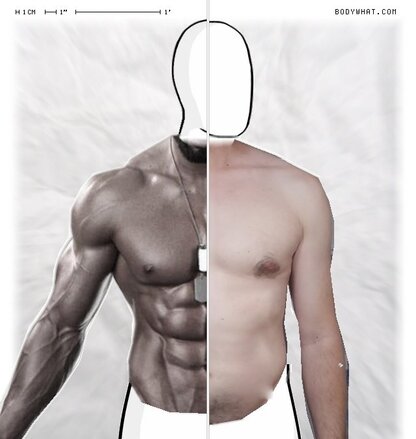 Torso Comparison