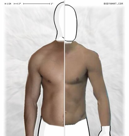 Torso Comparison