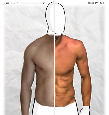 Torso Comparison