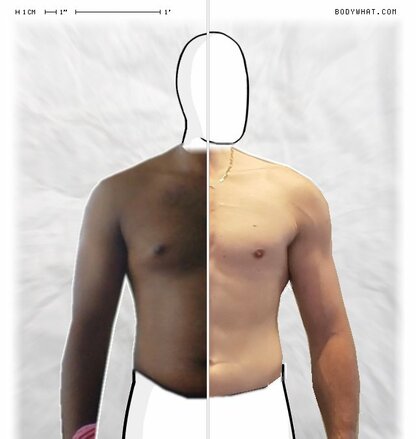 Torso Comparison