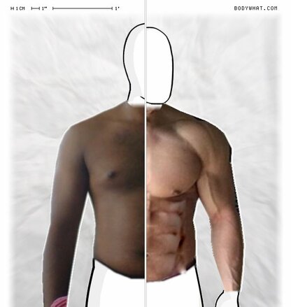 Torso Comparison