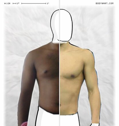 Torso Comparison