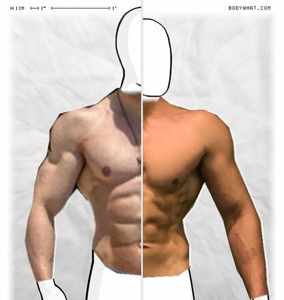 Torso Comparison