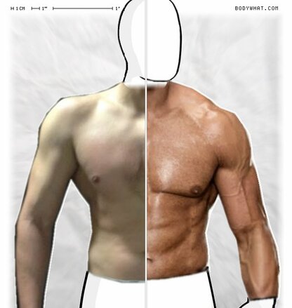 Torso Comparison