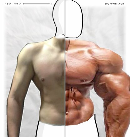 Torso Comparison