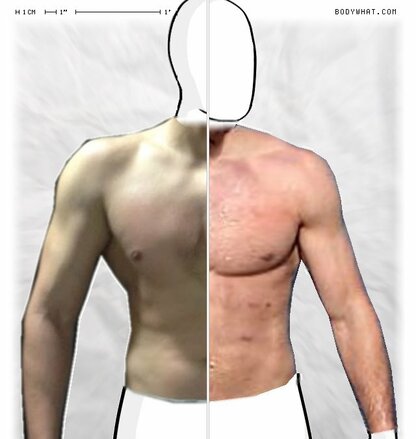 Torso Comparison