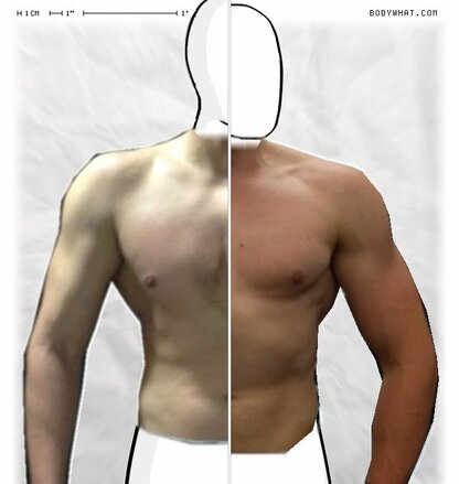 Torso Comparison