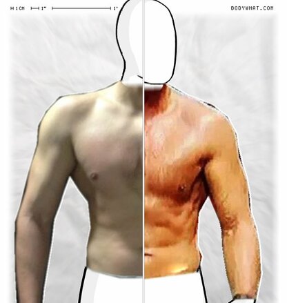 Torso Comparison