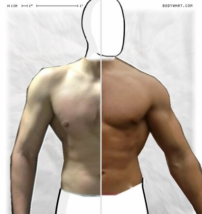 Torso Comparison