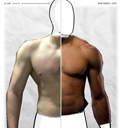 Torso Comparison