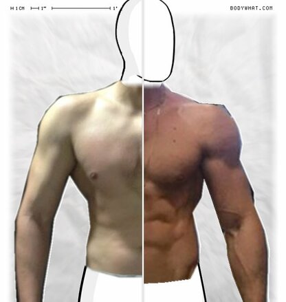 Torso Comparison