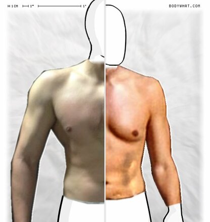 Torso Comparison