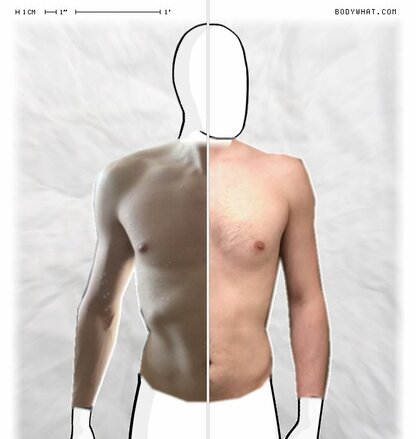 Torso Comparison