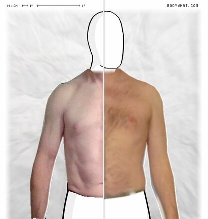 Torso Comparison