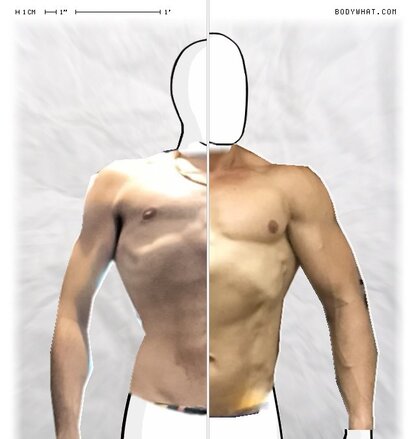 Torso Comparison