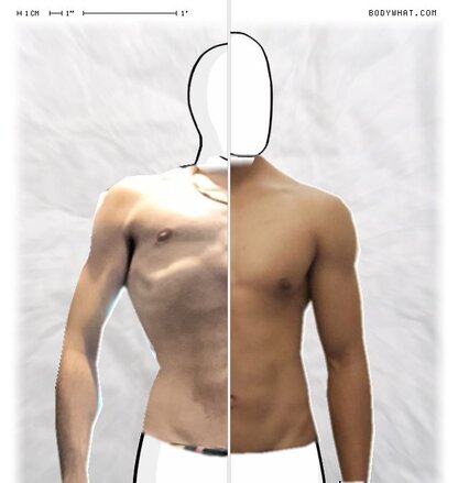 Torso Comparison