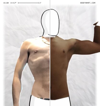 Torso Comparison