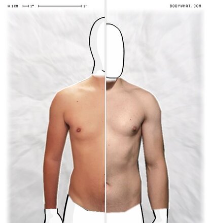 Torso Comparison