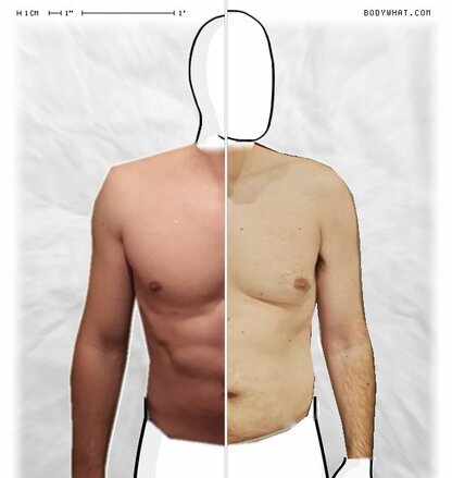 Torso Comparison