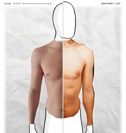 Torso Comparison