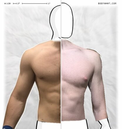 Torso Comparison