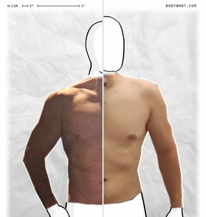 Torso Comparison