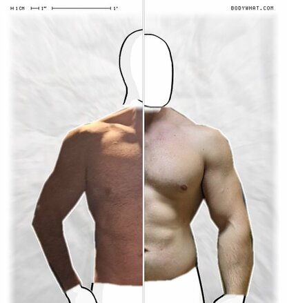 Torso Comparison