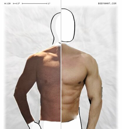 Torso Comparison