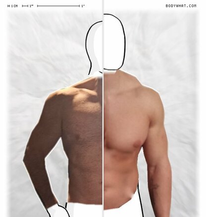 Torso Comparison