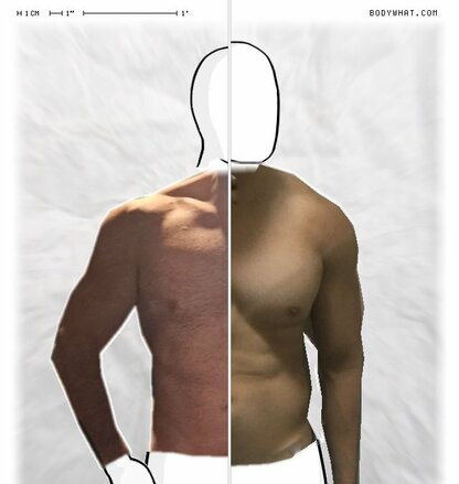 Torso Comparison