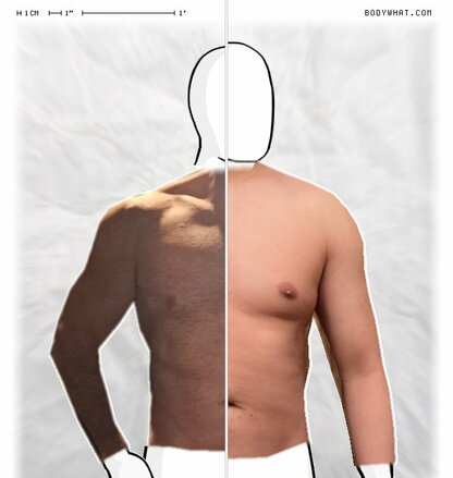 Torso Comparison