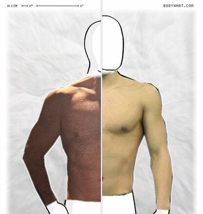 Torso Comparison