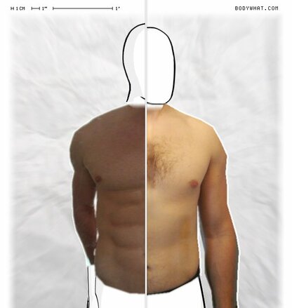 Torso Comparison