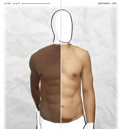 Torso Comparison