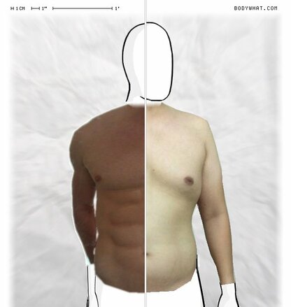 Torso Comparison