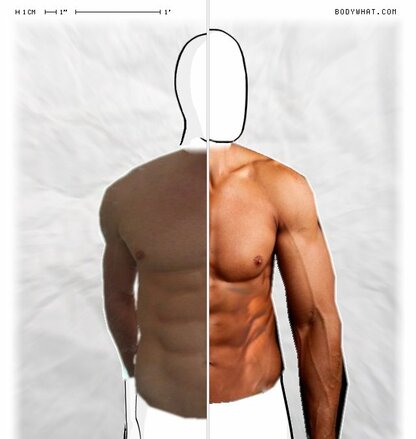 Torso Comparison