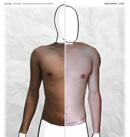 Torso Comparison