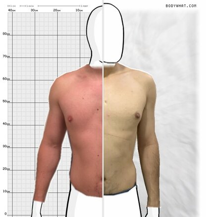 Torso Comparison