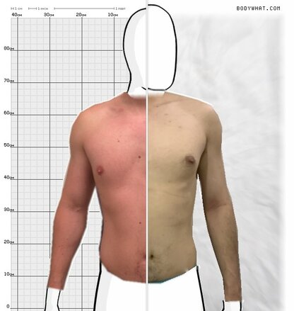 Torso Comparison