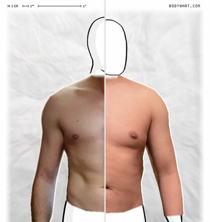 Torso Comparison