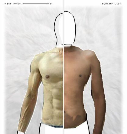Torso Comparison
