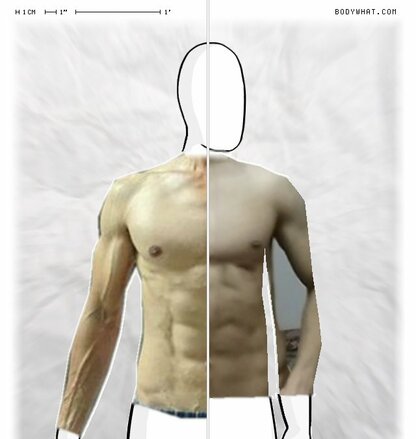 Torso Comparison
