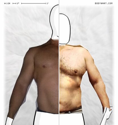 Torso Comparison