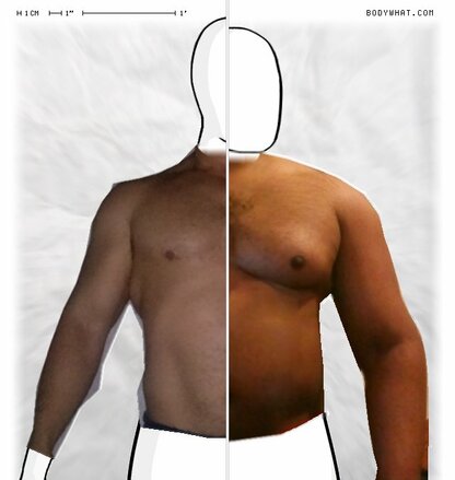 Torso Comparison