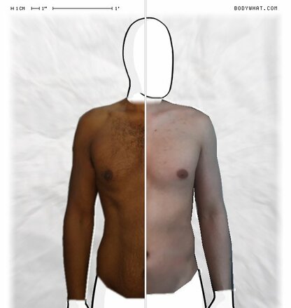 Torso Comparison