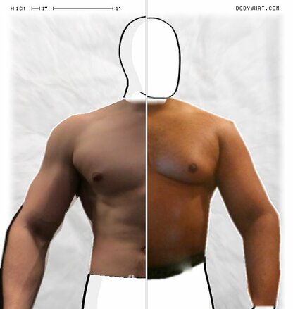 Torso Comparison